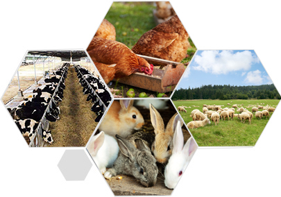 精益求精的品質(zhì) 產(chǎn)品更優(yōu)良、更安全衛(wèi)生、更環(huán)保